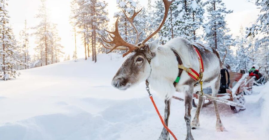 Levi: Reindeer Experience with Sled Ride - What the herders explain about Lapland life