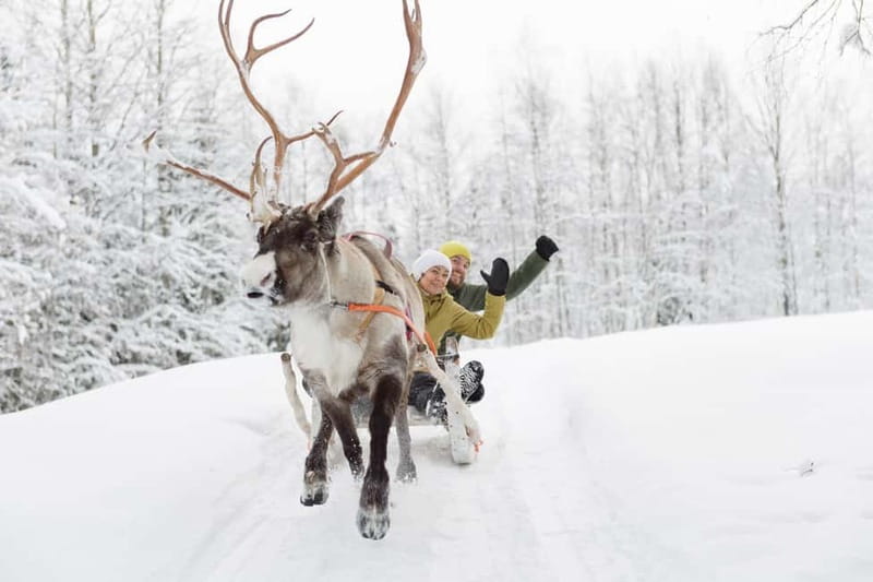 Levi: Reindeer Experience with Sled Ride - Timing, cancellations, and simple planning tips