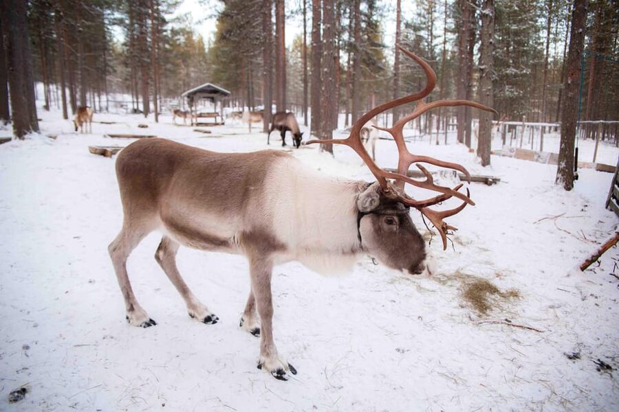 Levi: Reindeer Farm E-Fatbike Safari - Who will enjoy this safari most?
