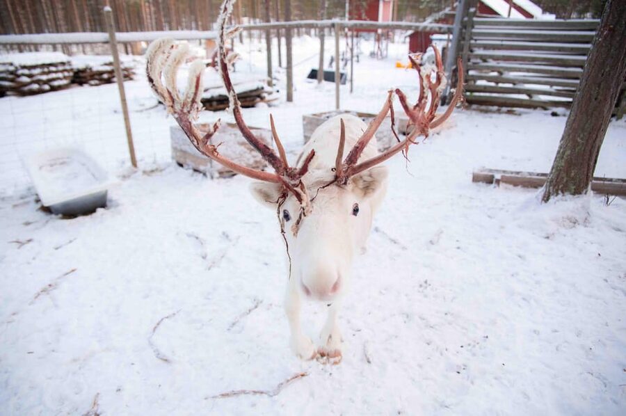 Levi: Reindeer Farm E-Fatbike Safari - Practical preparation for the three-hour outing