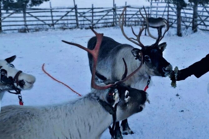 Levi Reindeer Safari - Long or Quick - with Sledge Ride - What the two-hour visit actually includes