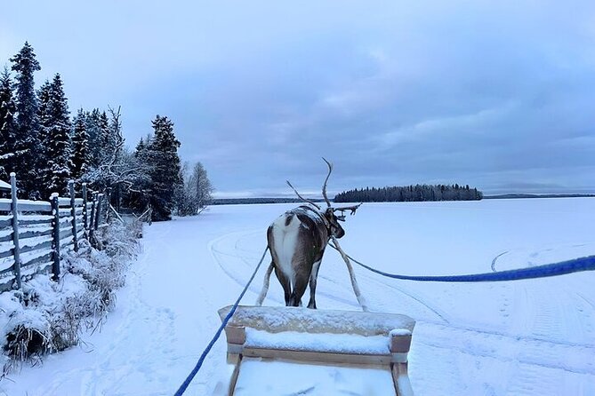 Levi Reindeer Safari - Long or Quick - with Sledge Ride - Animal welfare and what to expect from the reindeer