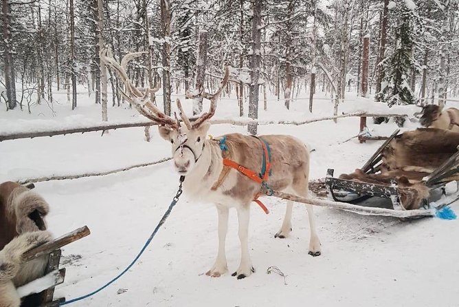 Levi Reindeer Safari - Long or Quick - with Sledge Ride - Is $114.15 a fair price?