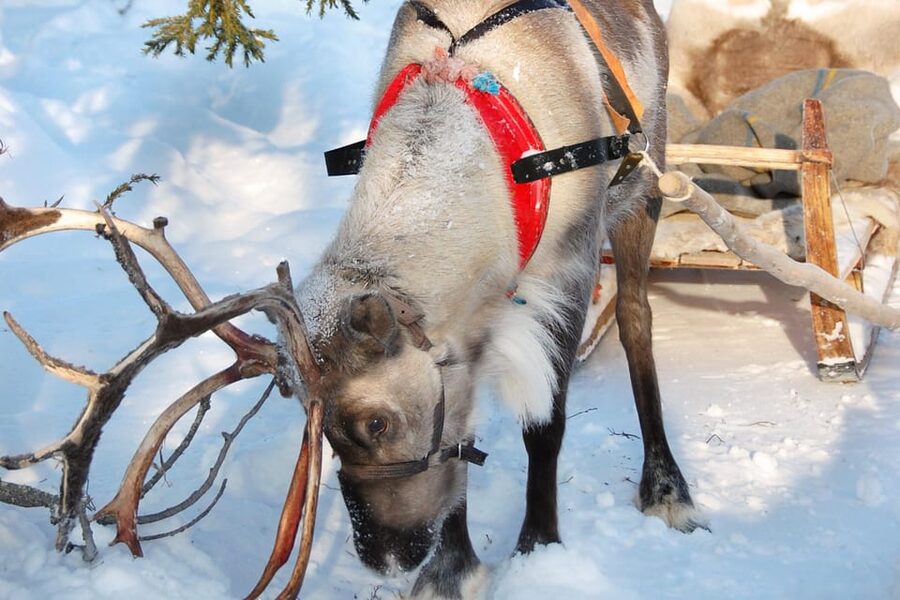 Levi: Reindeer Sleigh Ride Tour in Snowy Forest - Key points at a glance