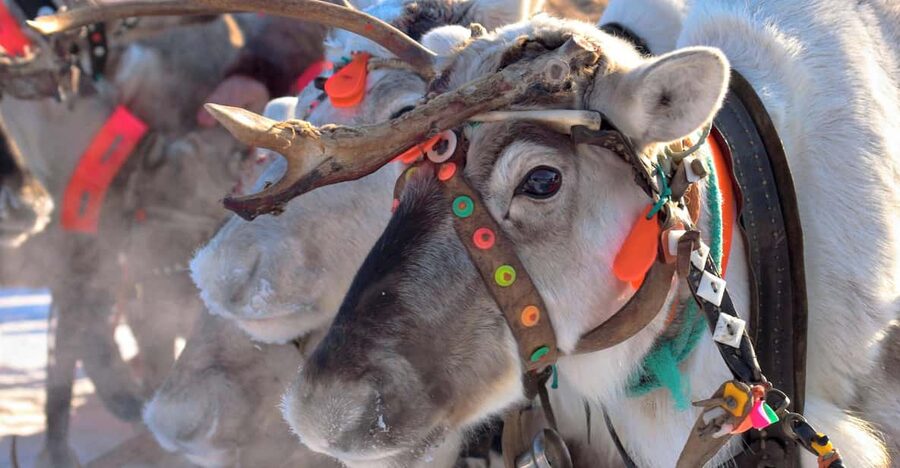 Levi: Reindeer Sleigh Ride Tour in Snowy Forest - Leaving Levi for the snowy forest
