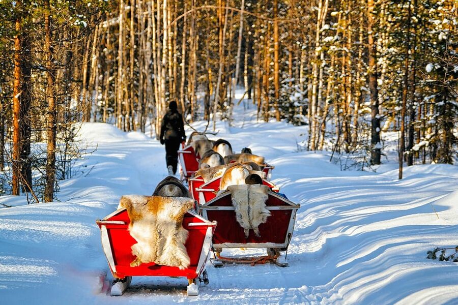 Levi: Reindeer Sleigh Ride Tour in Snowy Forest - What the 1.5-kilometer sleigh ride feels like