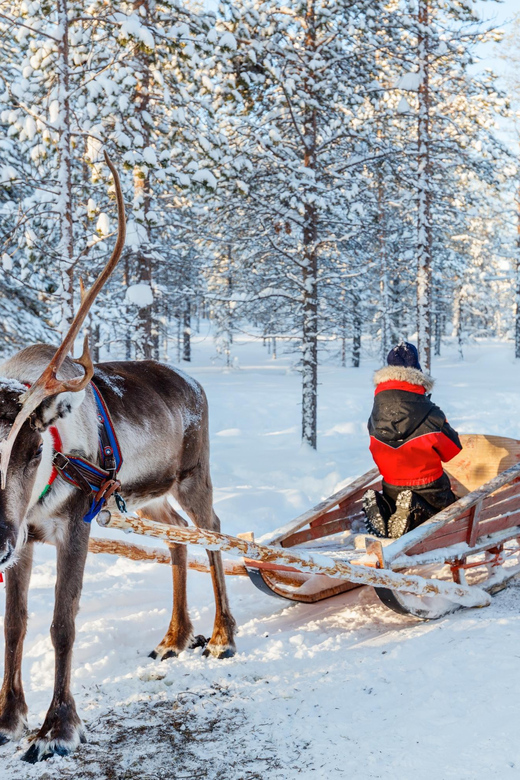 Levi: Reindeer Sleigh Ride Tour in Snowy Forest - A closer look at the timing