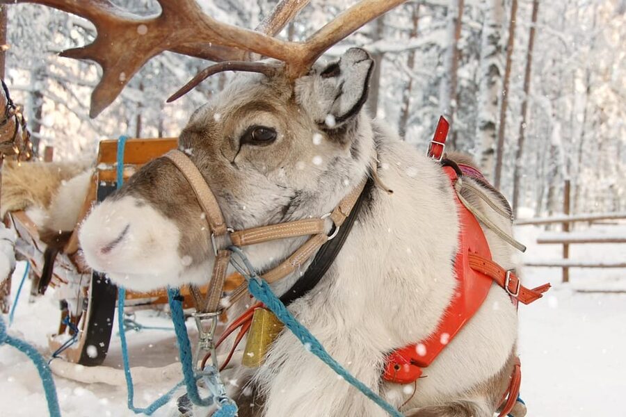 Levi: Reindeer Sleigh Ride Tour in Snowy Forest - Is $103 a fair price?