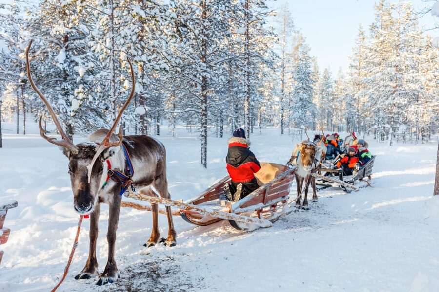 Levi: Reindeer Sleigh Ride Tour in Snowy Forest - Who will enjoy this experience most?