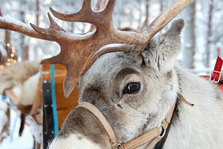 Levi: Reindeer Sleigh Ride Tour in Snowy Forest - Practical advice before you go