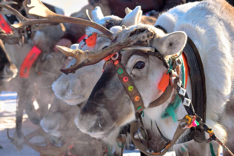Levi: Reindeer Sleigh Ride Tour in Snowy Forest - Meeting the reindeer called Kermikkä