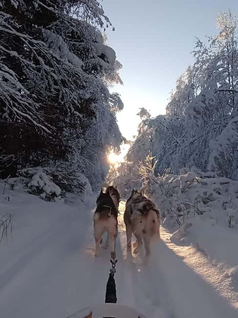 Levi: Self-Drive 2 KM Husky Sledding Experience - Key points to know before you go