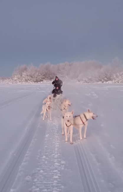 Levi: Self-Drive 2 KM Husky Sledding Experience - Meeting the dogs before the sled ride