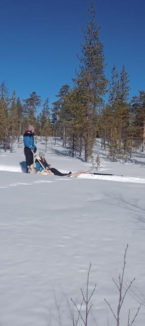 Levi: Self-Drive 5 KM Husky Sledding Experience - Taking the reins on a 5-kilometer husky route