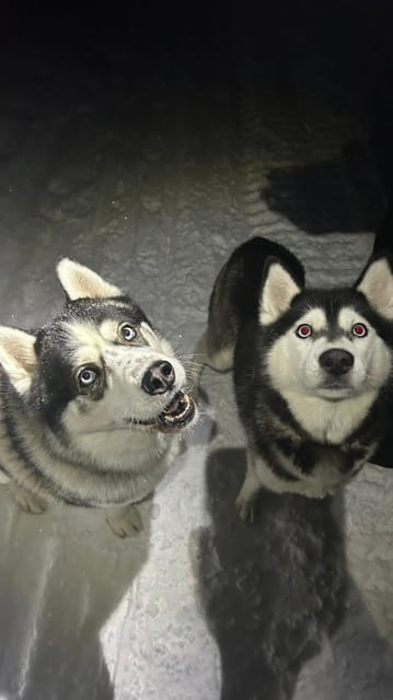 Levi: Self-Drive 5 KM Husky Sledding Experience - The dogs are part of the experience, not just the engine
