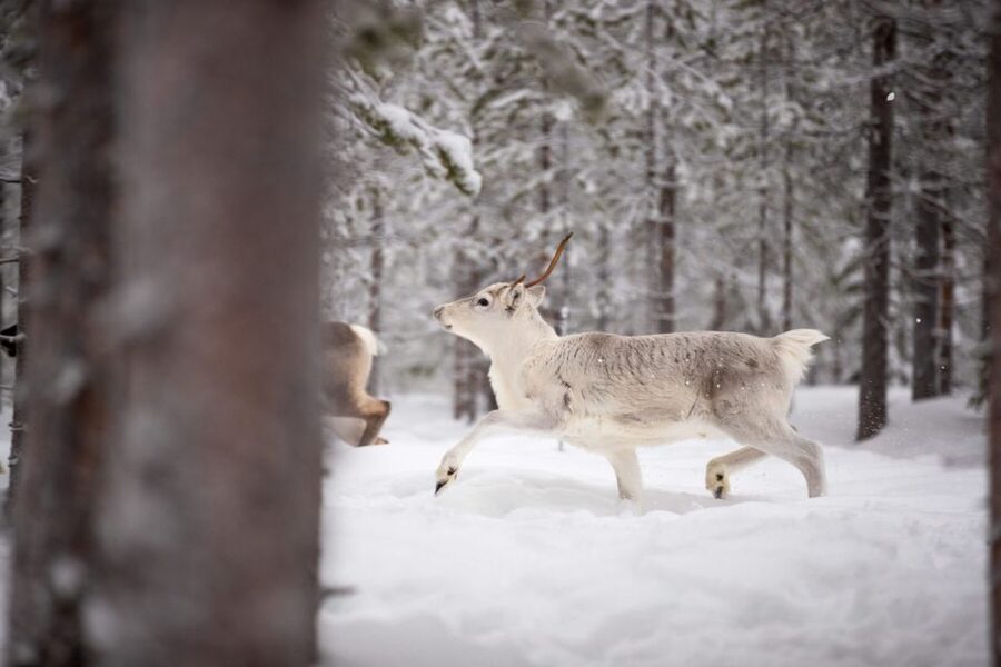 Levi: Traditional Reindeer Husbandry Experience - Key points at a glance