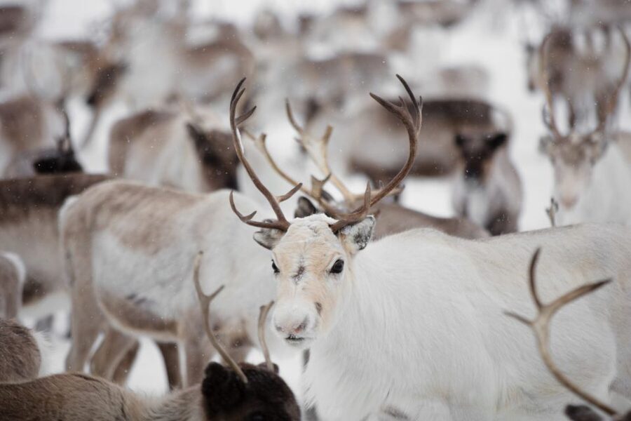 Levi: Traditional Reindeer Husbandry Experience - Why this reindeer visit feels different