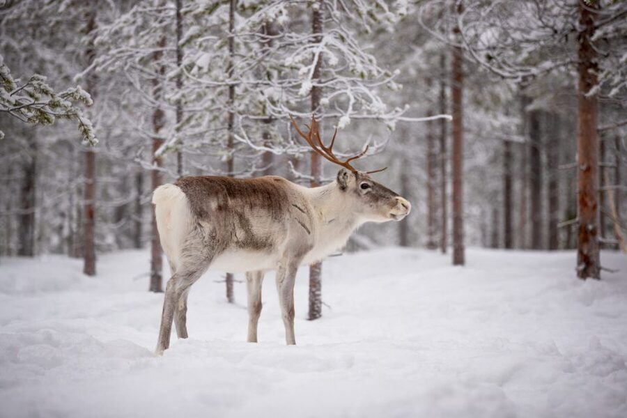 Levi: Traditional Reindeer Husbandry Experience - Meeting the local reindeer herder