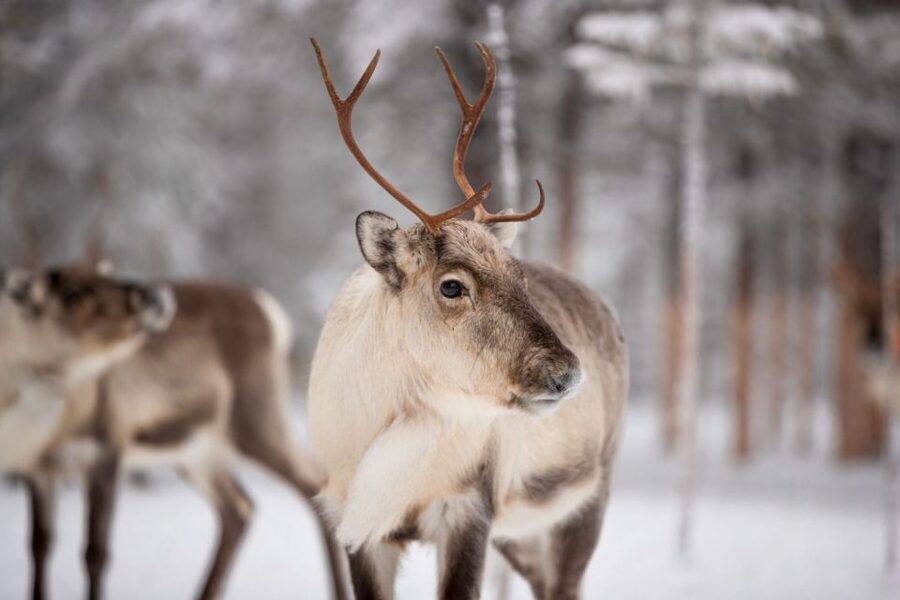 Levi: Traditional Reindeer Husbandry Experience - Riding behind the snowmobile to the herd