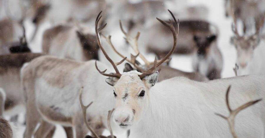 Levi: Traditional Reindeer Husbandry Experience - Is $340 a fair price?