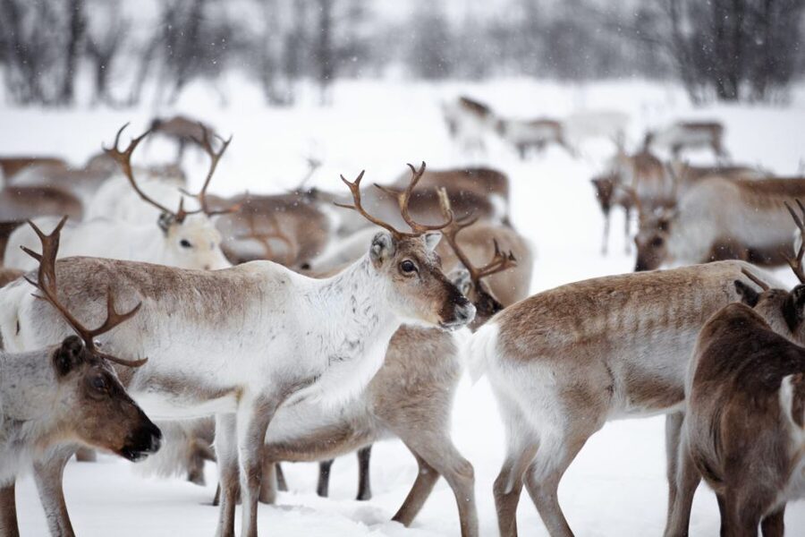 Levi: Traditional Reindeer Husbandry Experience - Leaving Levi and heading toward the fells
