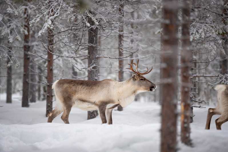 Levi: Winter Highlights Family Day - A gentle introduction to winter in Levi