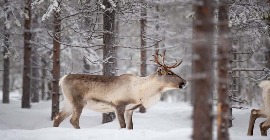 Levi: Winter Highlights Family Day - A slower ride behind reindeer