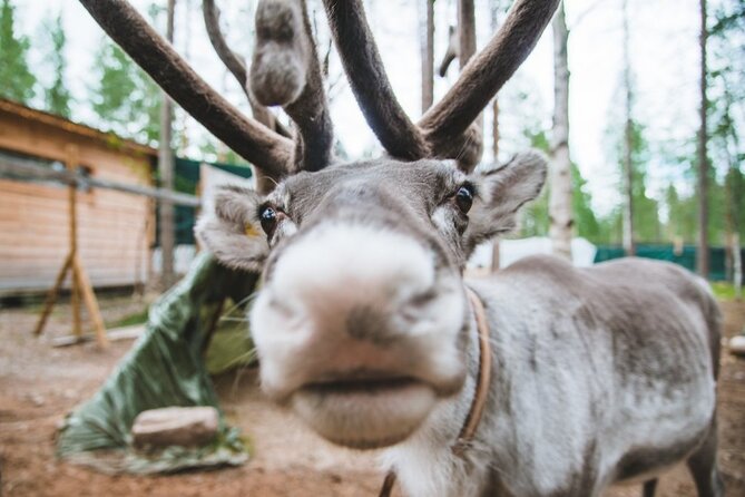 Meet Santa Claus & Santa's Reindeer Ride & Greet Huskies - Why the guide can make or break the day