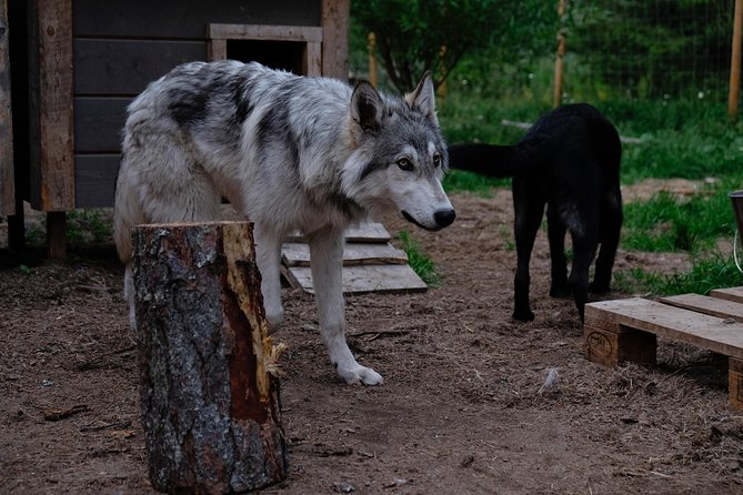 Meet Taivas & the Arctic Wolves - Private Tour - Meeting goats, chickens, and a Lapland family