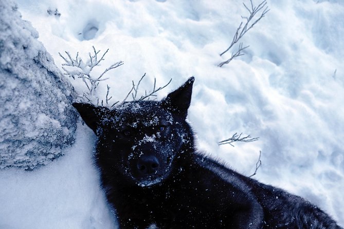 Meet Taivas & the Arctic Wolves - Private Tour - Age limits and the face-covering rule