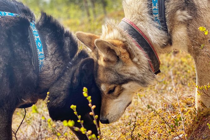 Meet Taivas & the Arctic Wolves - Private Tour - Getting there from Rovaniemi