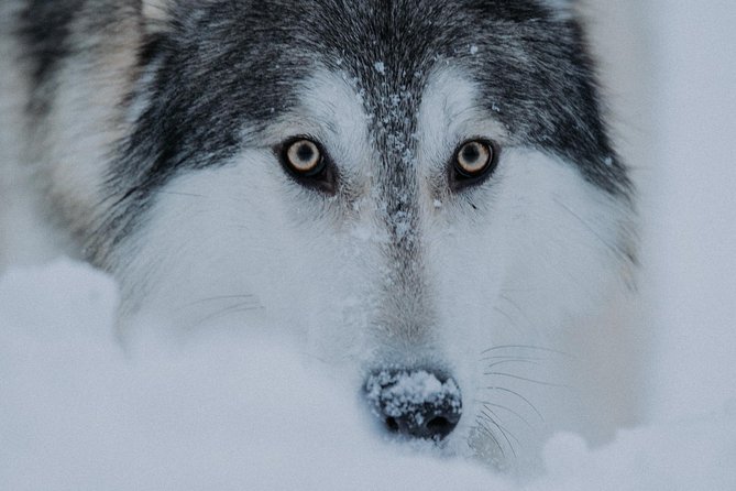 Meet Taivas & the Arctic Wolves - Private Tour - Is $311.87 per person fair?