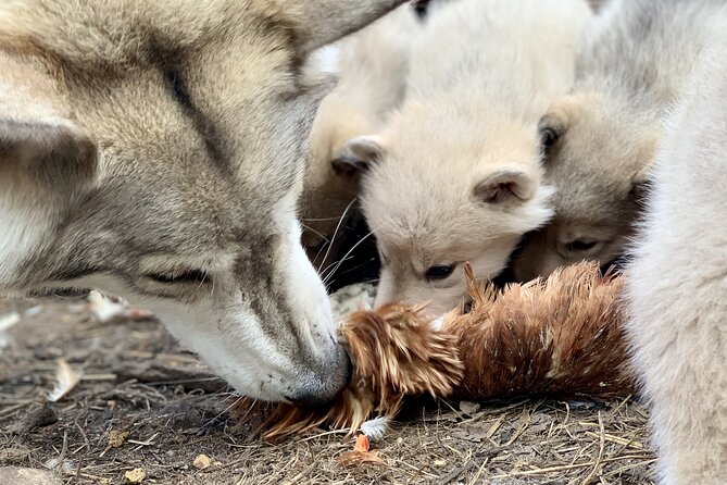 Meet Taivas & the Arctic Wolves - Private Tour - What makes wolfdogs different from dogs
