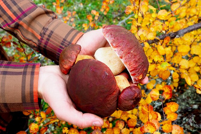 Mushroom Hunting in a National Park - A lakeside campfire lunch made from the morning’s finds