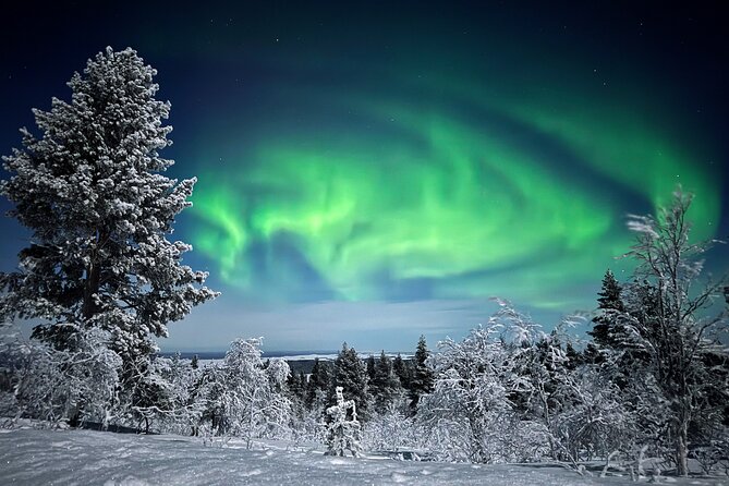 Northern Lights Holiday in Finland - Day 2: Reindeer, Sámi culture, and your first aurora hunt