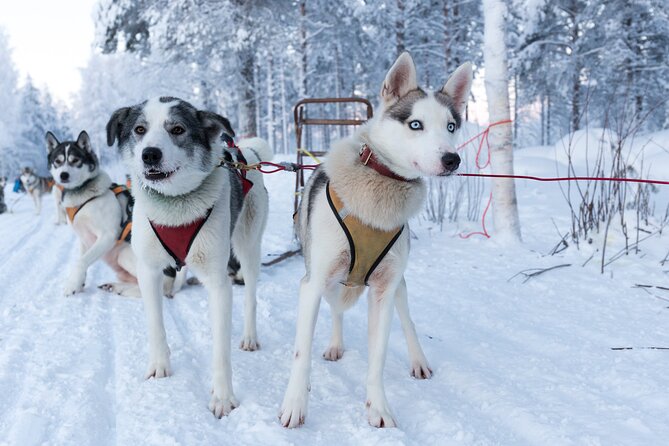Nulkki Husky Adventure - Key points before you book