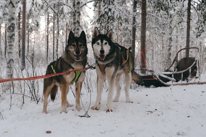 Nulkki Husky Adventure - The four-hour Arctic outing at a glance