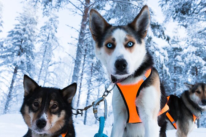 Nulkki Husky Adventure - The drive from Rovaniemi to the lakeside farm