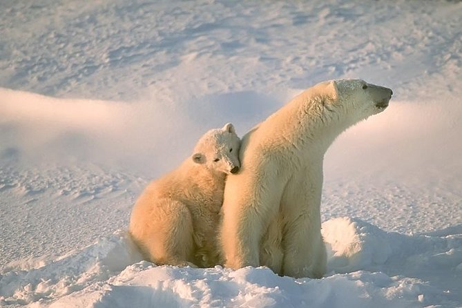 Ounasvaara and Ranua Zoo - Key points before you book