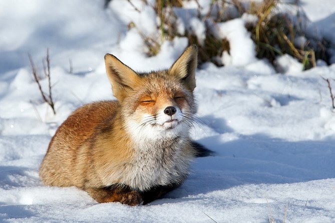 Ounasvaara and Ranua Zoo - Guides can shape the day