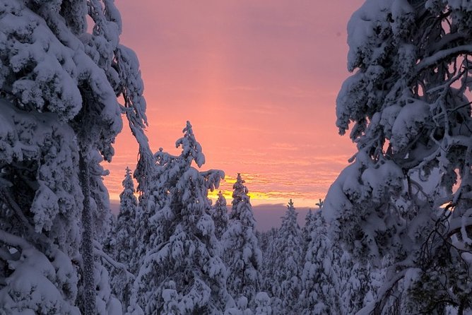 Ounasvaara and Ranua Zoo - Who will enjoy this Rovaniemi day trip?