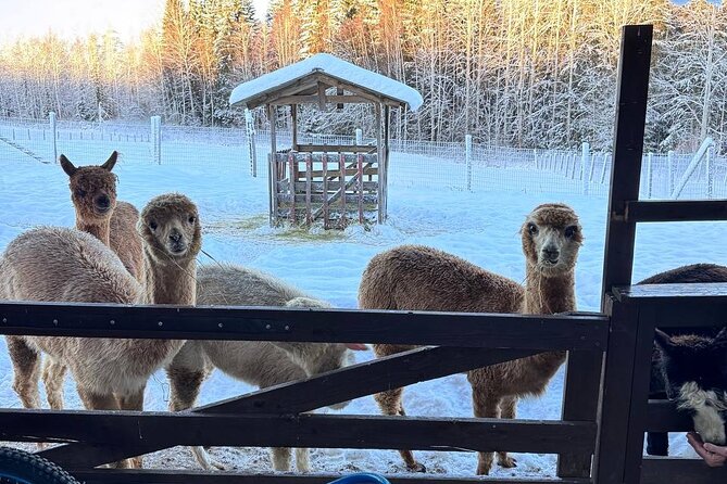 PRIVATE Alpaca Guided Forest Walk + Feeding Helsinki - Leaving Helsinki for Klaukkala