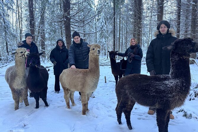 PRIVATE Alpaca Guided Forest Walk + Feeding Helsinki - Is $239.65 per person fair value?