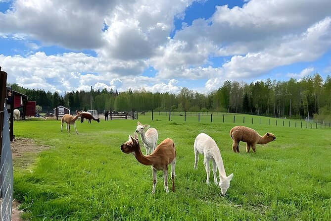 PRIVATE Alpaca Guided Forest Walk + Feeding Helsinki - Weather, timing, and what to wear