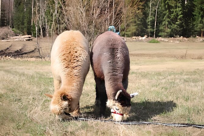 PRIVATE Alpaca Guided Forest Walk + Feeding Helsinki - Photos, children, and first-time alpaca visitors