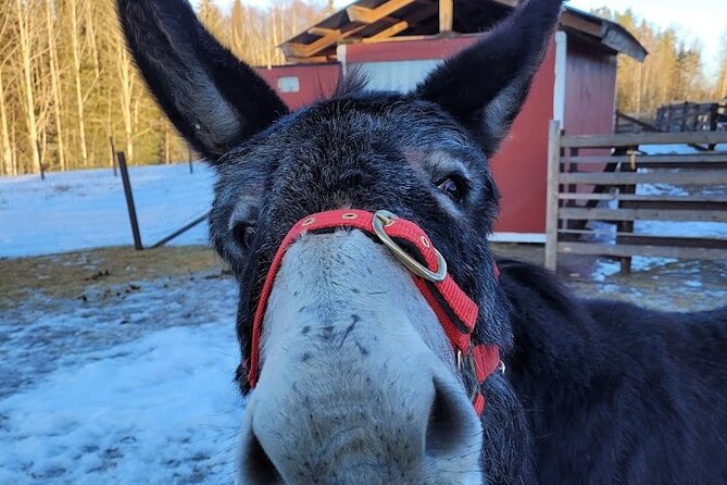PRIVATE Alpaca Guided Forest Walk + Feeding Helsinki - Why the private format matters
