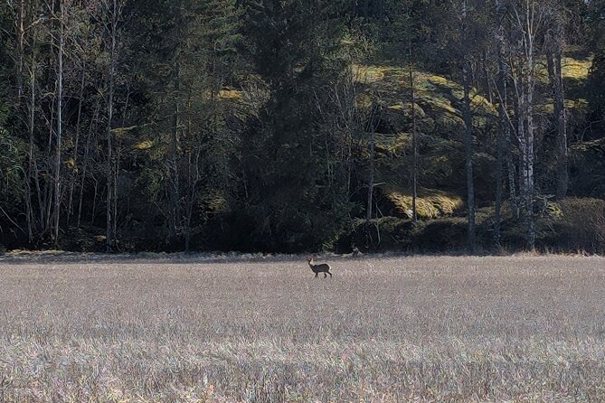 Private Day Road Trip from Helsinki: Raseborg, Fagervik, Porkkala - Porkkala’s forest path to the archipelago view