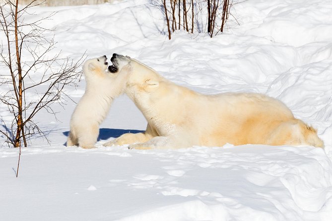 Private Ranua Zoo tour - Entering Ranua’s Arctic animal world