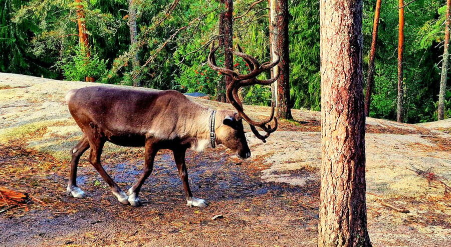 PRIVATE Reindeer Park Adventure by VIP Car - From Helsinki to Nuuksio in a private SUV