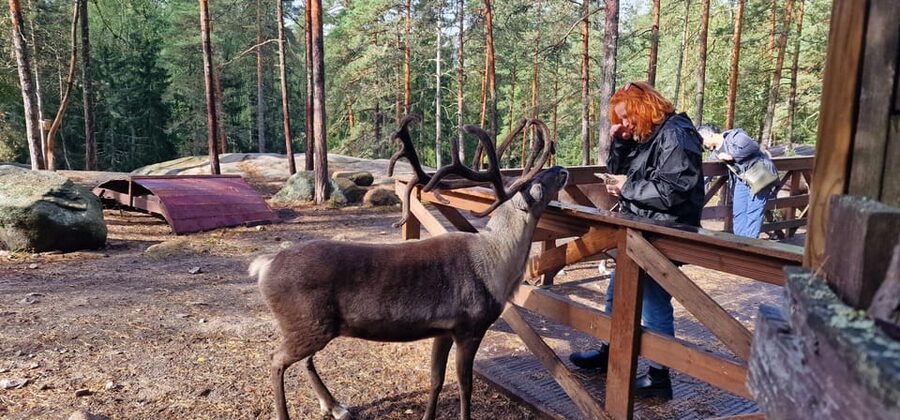 PRIVATE Reindeer Park Adventure by VIP Car - The quiet value of the Finnish forest